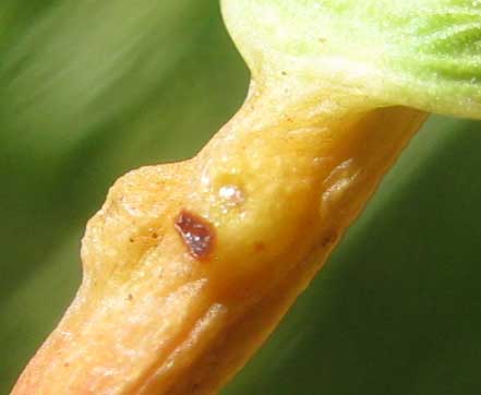 glands on petiole of White Mangrove, LAGUNCULARIA RACEMOSA