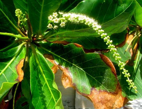 Tropical Almnd, TERMINALIA CATAPPA