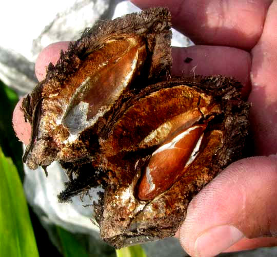 Tropical Almond Tree, Terminalia catappa, kernel in opened fruit