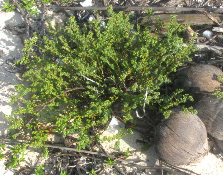 Caribbean Sea Spurge, EUPHORBIA MESEMBRIANTHEMIFOLIA, plant