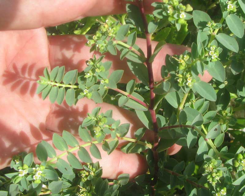 Caribbean Sea Spurge, EUPHORBIA MESEMBRIANTHEMIFOLIA, leaves and flowers