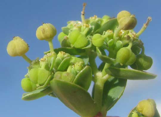 Caribbean Sea Spurge, EUPHORBIA MESEMBRIANTHEMIFOLIA, flowers