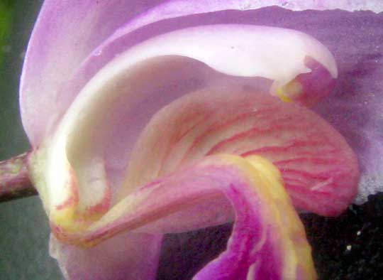 Purple Bletia, BLETIA PURPUREA. longitudinal section of flower
