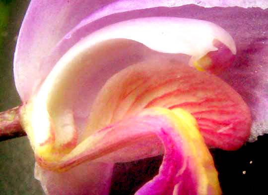 Purple Bletia, BLETIA PURPUREA. longitudinal section of flower