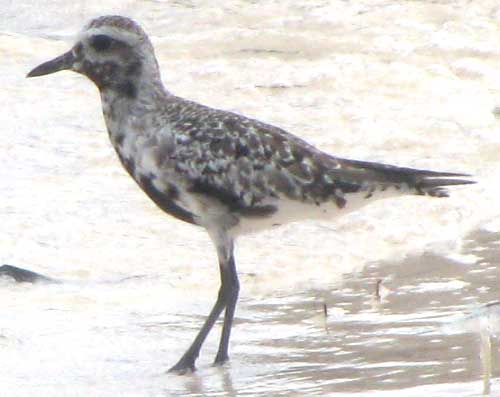 Black-bellied Plover, Pluvialis squatarola