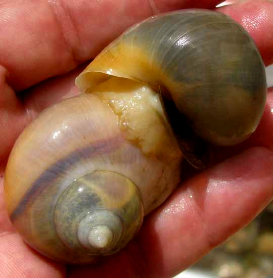 Mexican Apple Snails, POMACEA FLAGELLATA