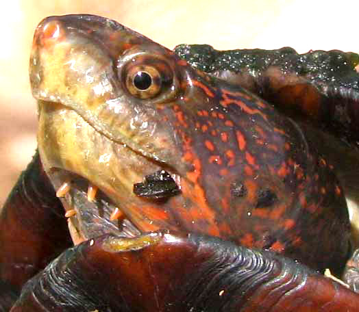 Red-cheeked Mud Turtle, KINOSTERNON SCORPIOIDES, face with barbels below