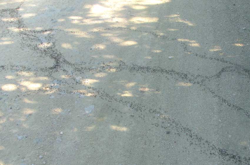 army ants crosing road