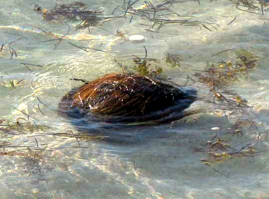 coconut floating ashore