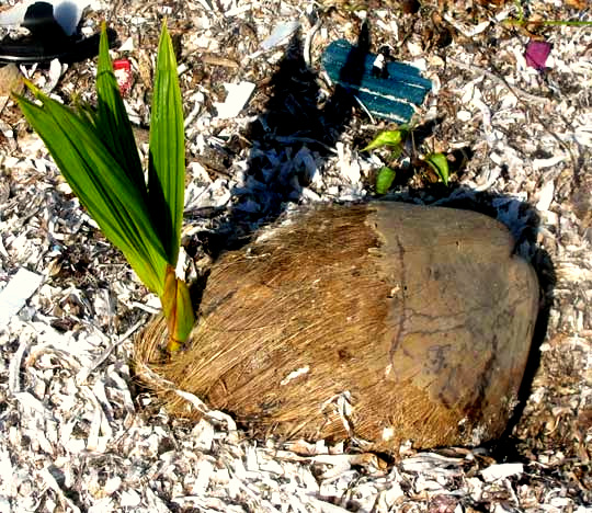 germinating coconut