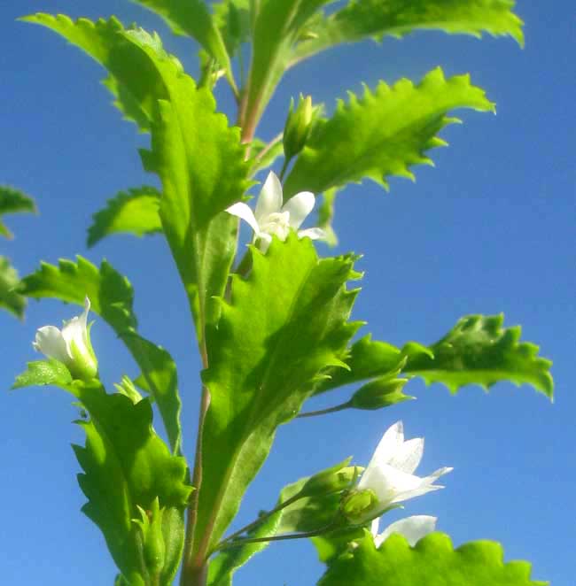 Goatweed, CAPRARIA BIFLORA