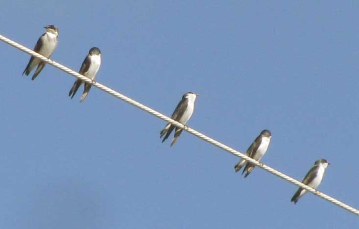 Tree Swallows, TACHYCINETA BICOLOR, on power line