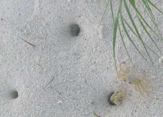 tunnels of Ghost Crabs, OCYPODE QUADRATA