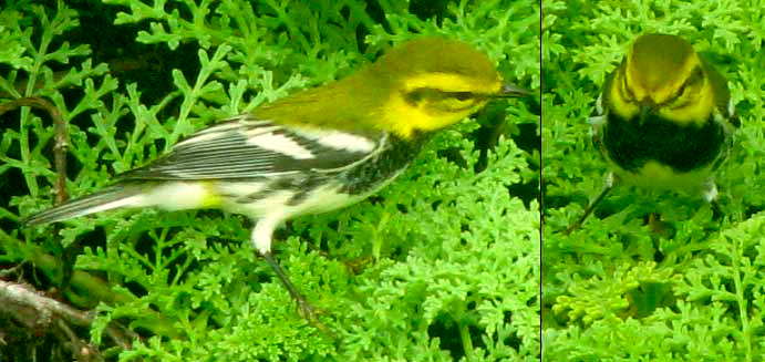 Black-throated Green Warbler, SETOPHAGA VIRENS