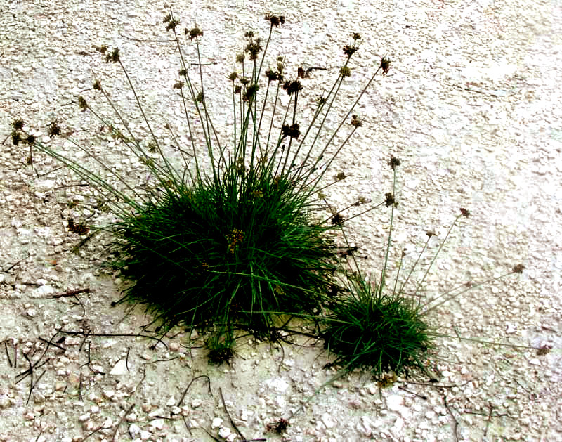 Hurricane-Grass or Tropical Fimbry, FIMBRISTYLIS CYMOSA