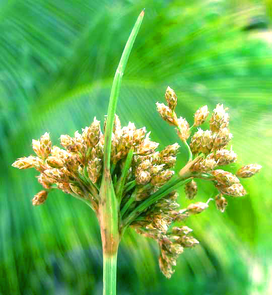 Inflorescene of Hurricane-Grass or Tropical Fimbry, FIMBRISTYLIS CYMOSA, with exceptionally long involucral bract