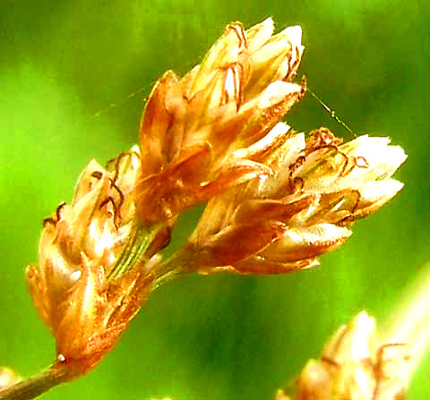 spikelets of Hurricane-Grass or Tropical Fimbry, FIMBRISTYLIS CYMOSA