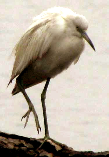 Little Blue Heron, EGRETTA CAERULEA, immature