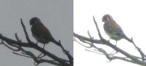 American Kestrel, FALCO SPARVERIUS