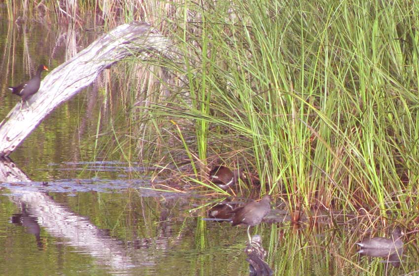 Common Moorhen, GALLINULA CHLOROPUS, in habitat