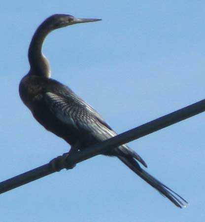 Anhinga, ANHINGA ANHINGA