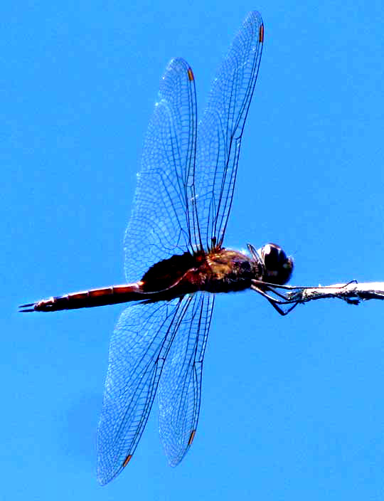 Striped Saddlebags, TRAMEA CALVERTI