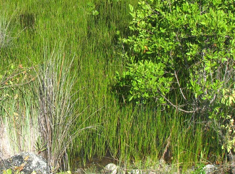 Gulf Coast Spikerush, ELEOCHARIS CELLULOSA, community