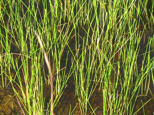 Gulf Coast Spikerush, ELEOCHARIS CELLULOSA, several plants