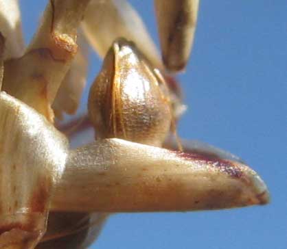 Gulf Coast Spikerush, ELEOCHARIS CELLULOSA, achene perched on scale