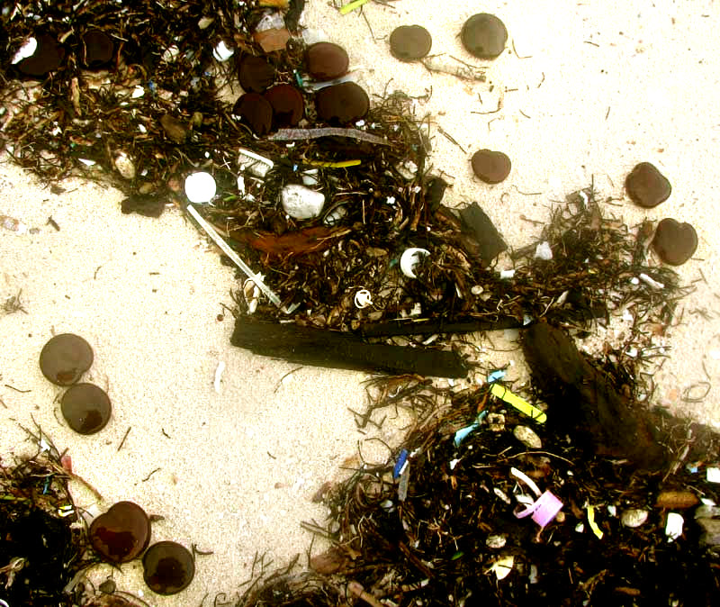 Sea Hearts, sea-beans produced by ENTADA GIGAS, on a beach in the Yucatan, Mexico