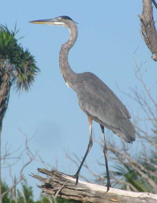 Great Blue Heron, ARDEA HERODIAS