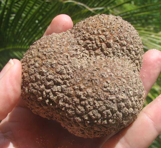 Sea Coconut or Golf Ball fruit produced by the palm MANICARIA SACCIFERA