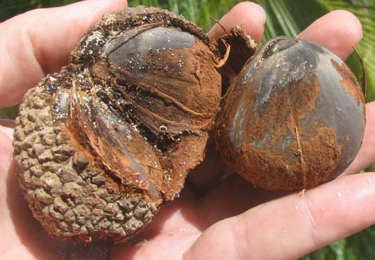 Sea Coconut or Golf Ball fruit and seeds produced by the palm MANICARIA SACCIFERA