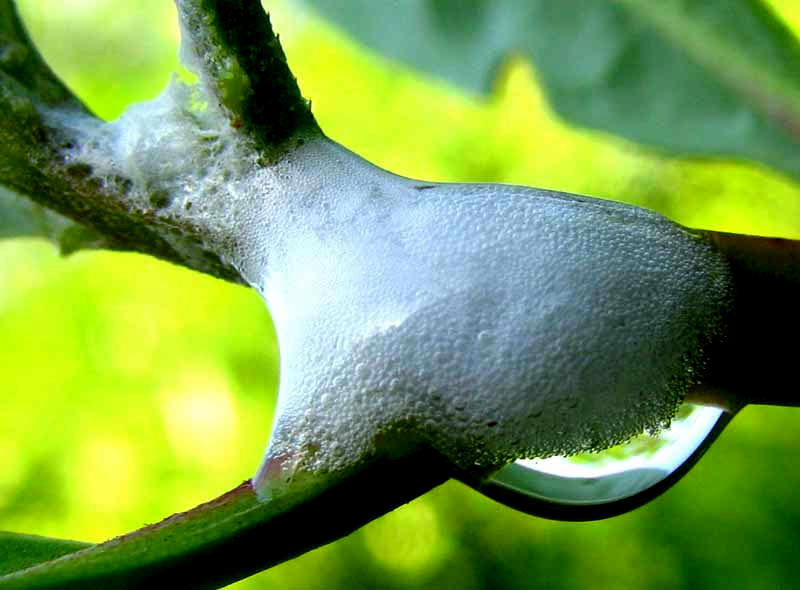 Spittlebug larva on Buttonwood mangrove