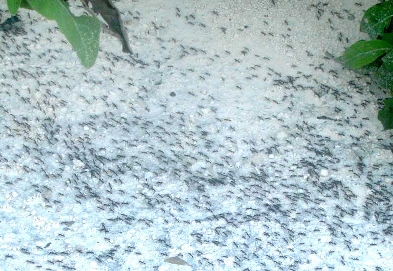 army ants moving en masse