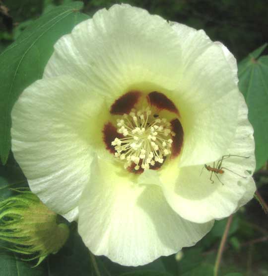 Tree Cotton, GOSSYPIUM HIRSUTUM flower