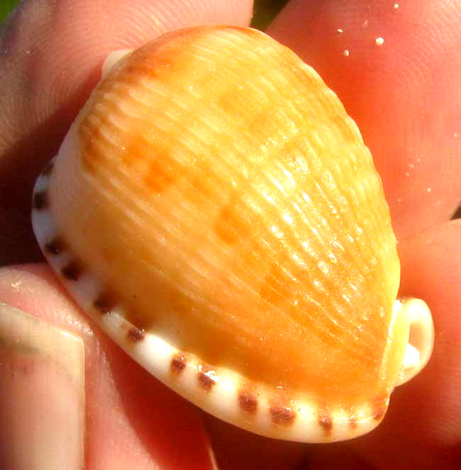 Reticulate Cowry-helmet, CYPRAECASSIS TESTICULUS