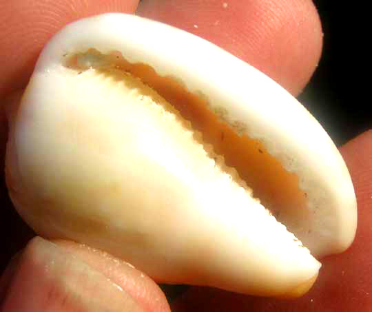 Reticulate Cowry-helmet, CYPRAECASSIS TESTICULUS, bottom view