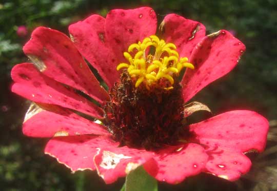 Alternaria Leaf Spot on Zinnia flower