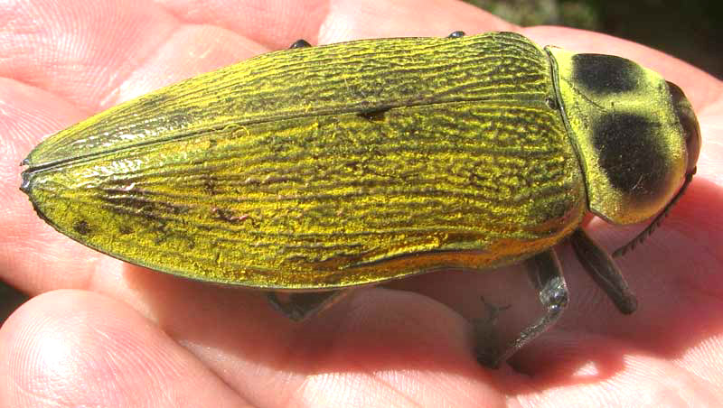 Ceiba Borer Beetle, EUCHROMA GIGANTEA