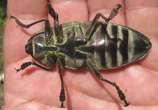 Ceiba Borer Beetle, EUCHROMA GIGANTEA, bottom view
