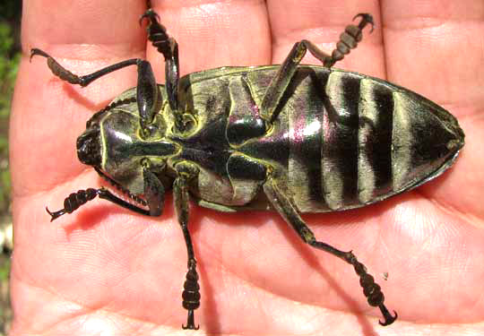 Ceiba Borer Beetle, EUCHROMA GIGANTEA, bottom view