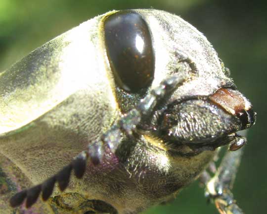 Ceiba Borer Beetle, EUCHROMA GIGANTEA, head