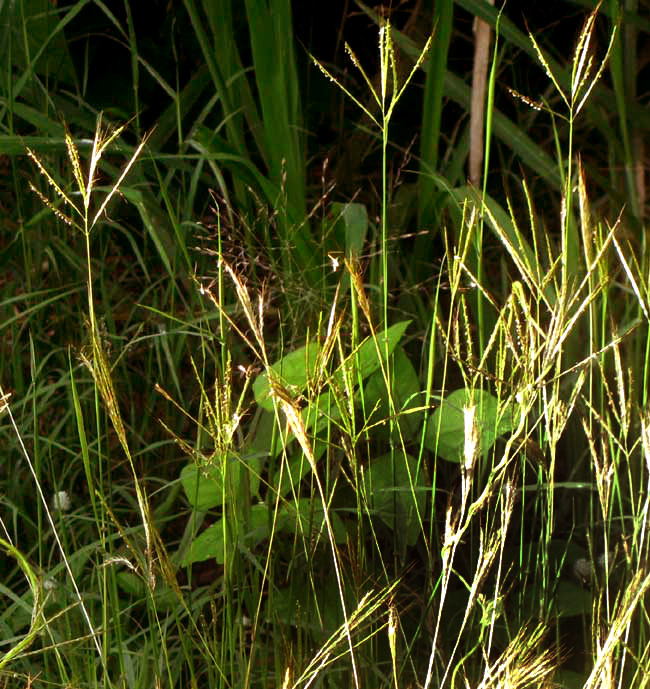 Indian Bluegrass, BOTHRIOCHLOA PERTUSA, inflorescences