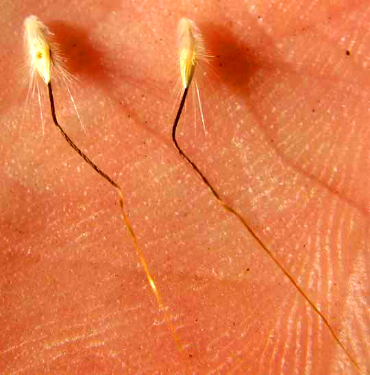 Indian Bluegrass, BOTHRIOCHLOA PERTUSA, achenes with twisting awns