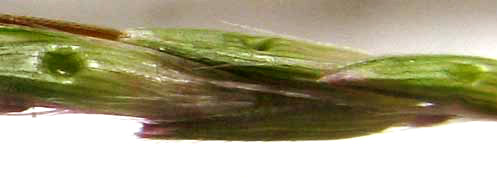 Indian Bluegrass, BOTHRIOCHLOA PERTUSA, florets showing pits with glands