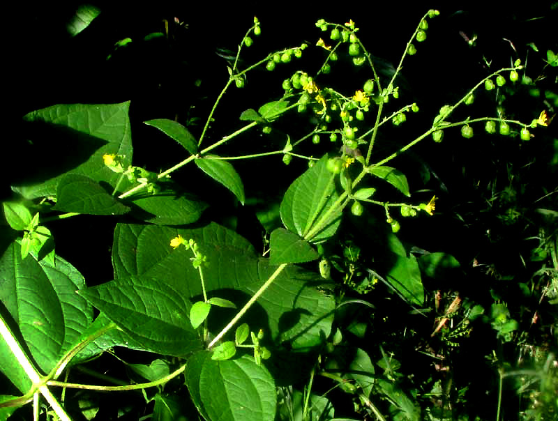 Cocolmeca, MILLERIA QUINQUEFLORA