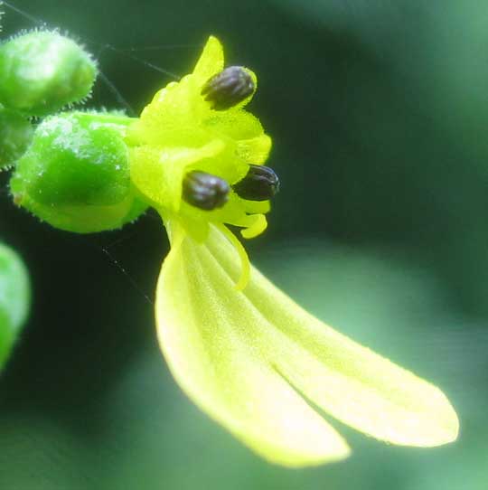 Cocolmeca, MILLERIA QUINQUEFLORA, flower head