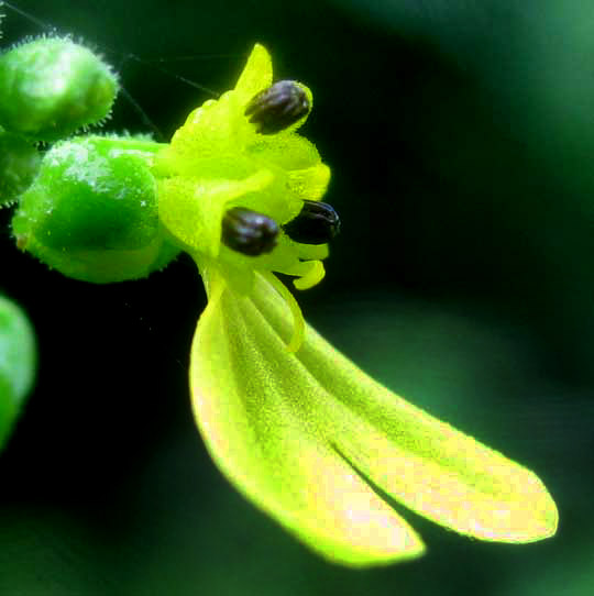 Cocolmeca, MILLERIA QUINQUEFLORA, flower head