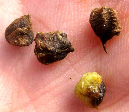 Cocolmeca, MILLERIA QUINQUEFLORA, fruits